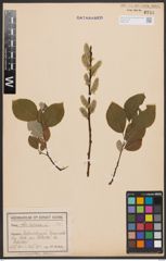 Foto von Salix caprea L.